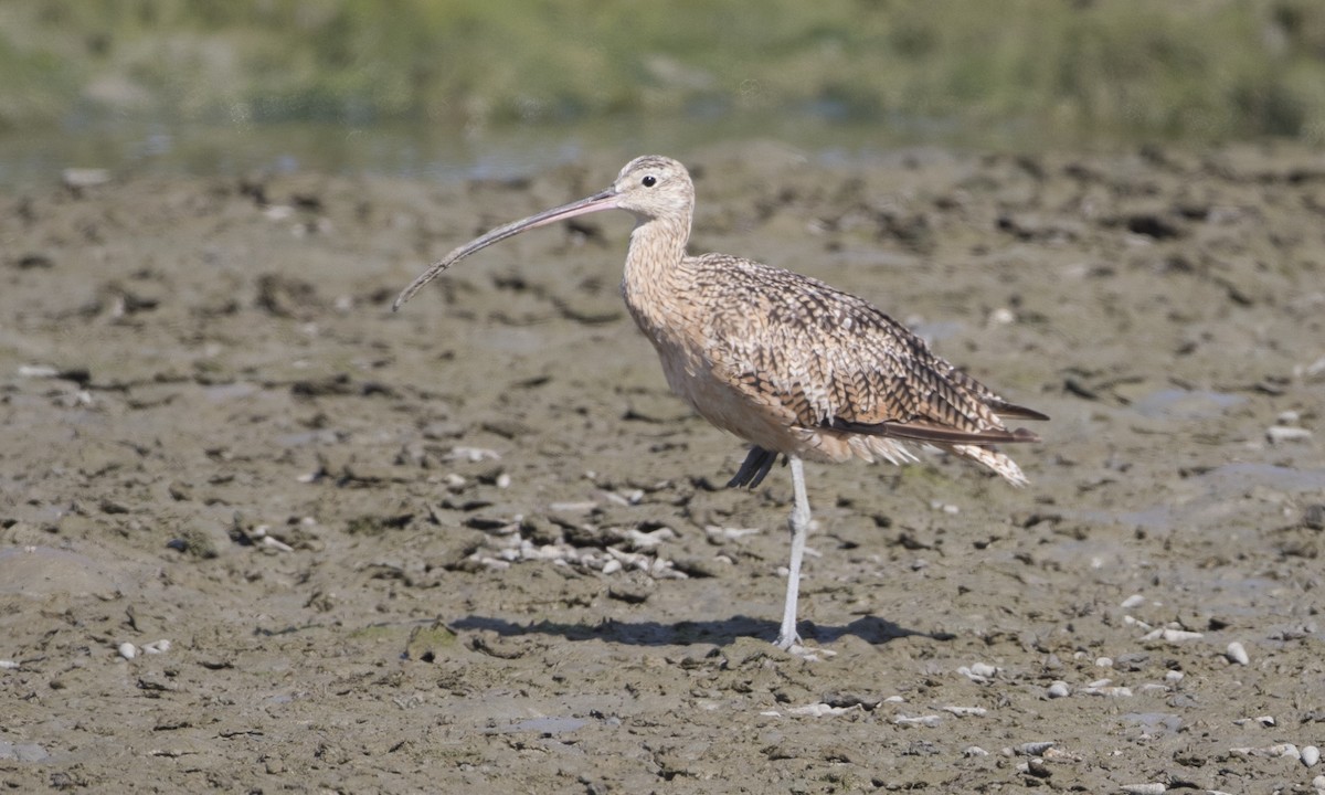 Long-billed Curlew - ML44973441