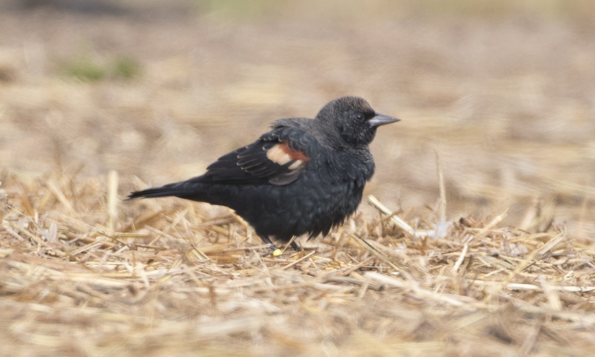 Tricolored Blackbird - ML44973661