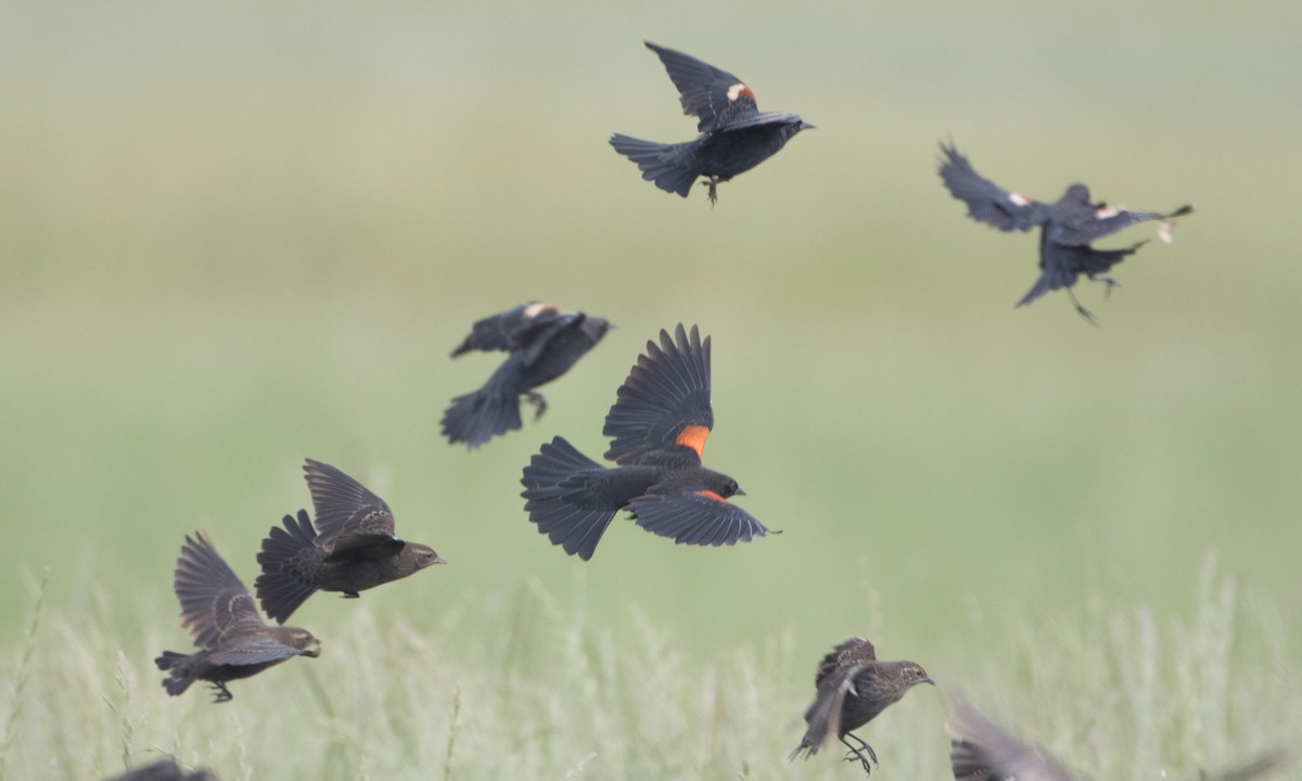Red-winged Blackbird (California Bicolored) - ML44973801