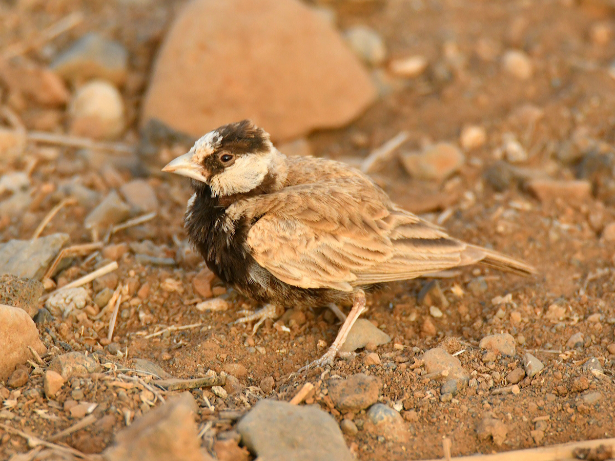 Black-crowned Sparrow-Lark - ML449738981