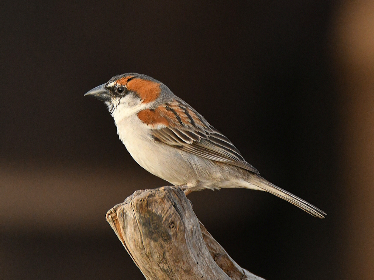 Cape Verde Sparrow - Claudio Danesi