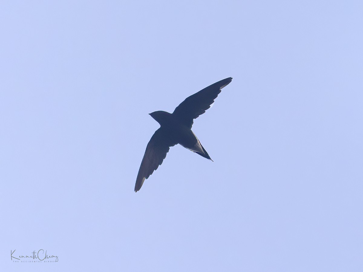 Brown-backed Needletail - ML449751491