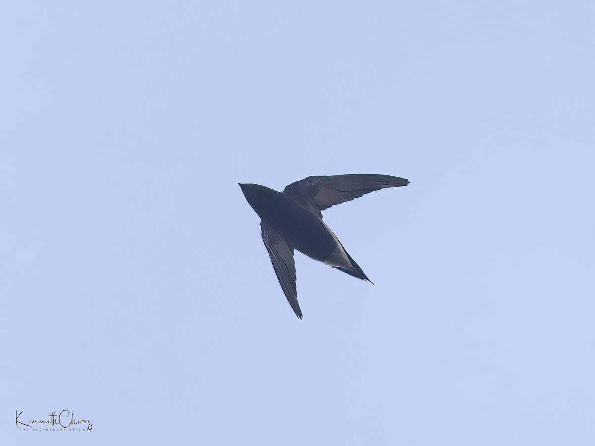 Brown-backed Needletail - ML449751521