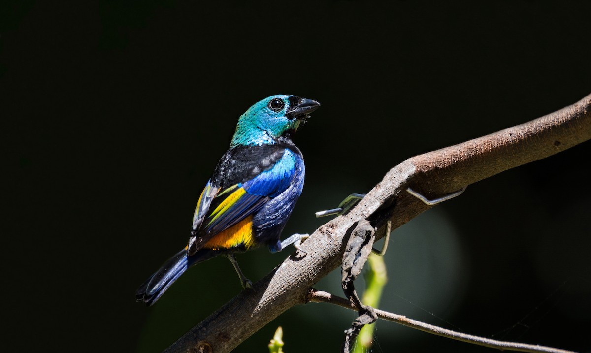 Seven-colored Tanager - ML449752361
