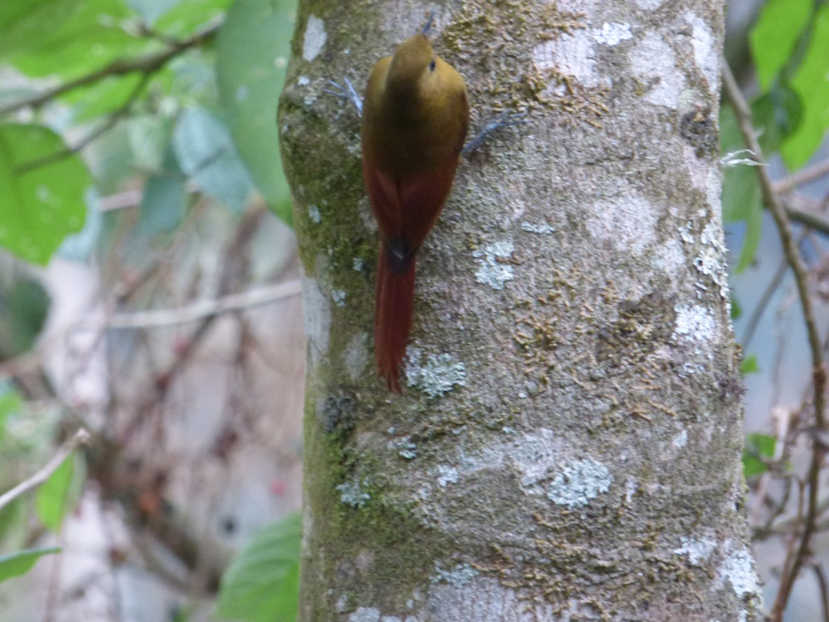 Olivaceous Woodcreeper - Jeff Hollobaugh