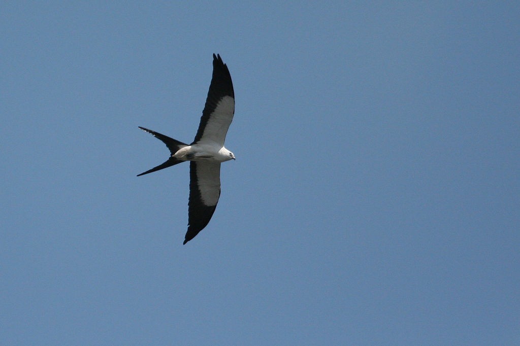 Swallow-tailed Kite - William Hull