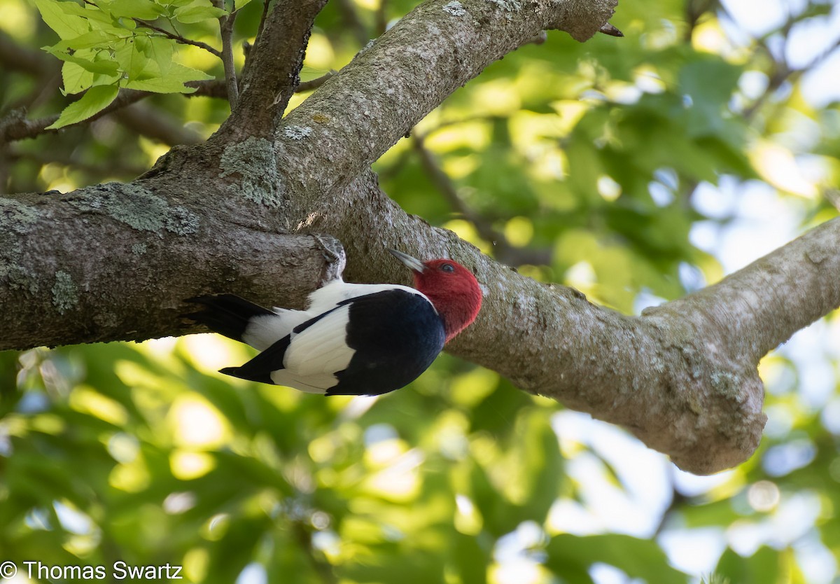 Red-headed Woodpecker - ML449767401