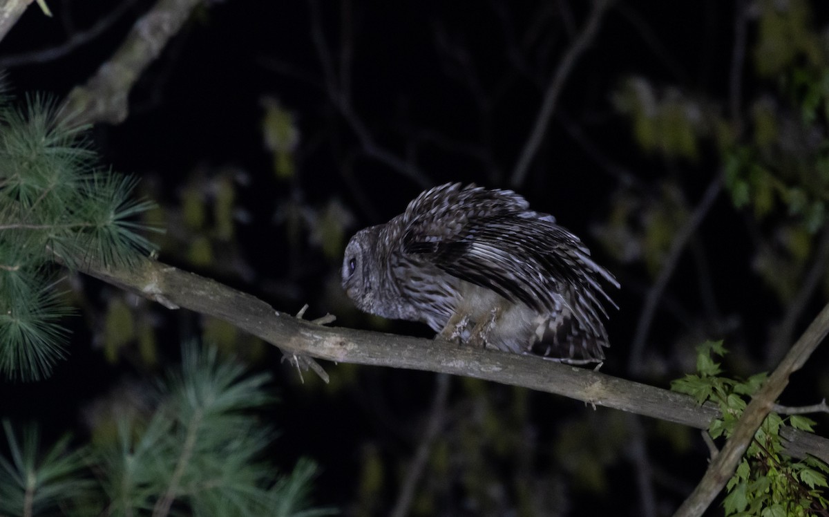 Barred Owl - ML449768521