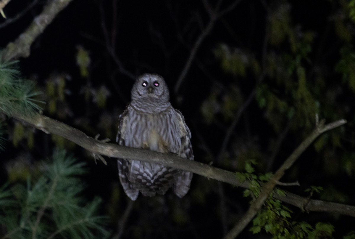 Barred Owl - ML449768601