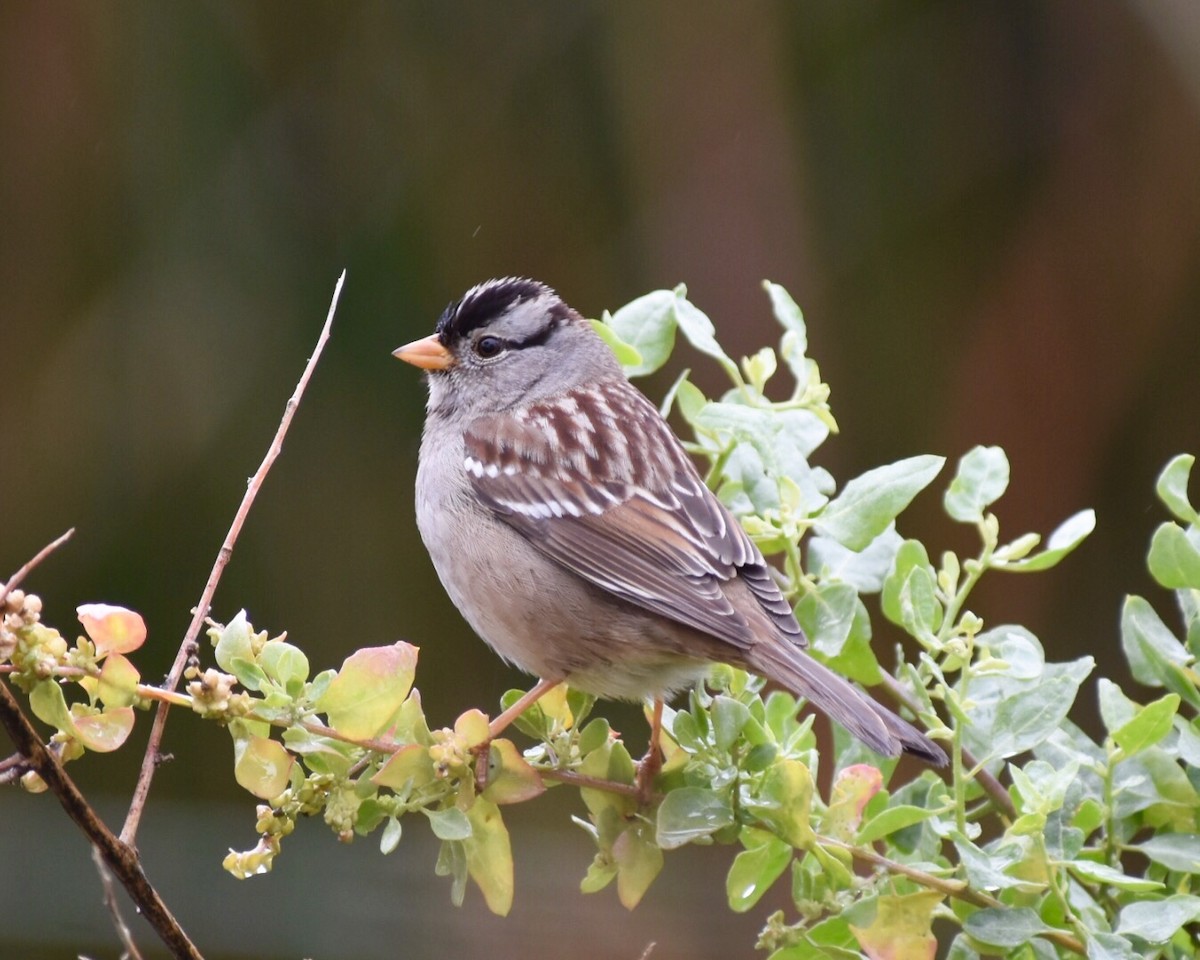 White-crowned Sparrow - Don Hoechlin