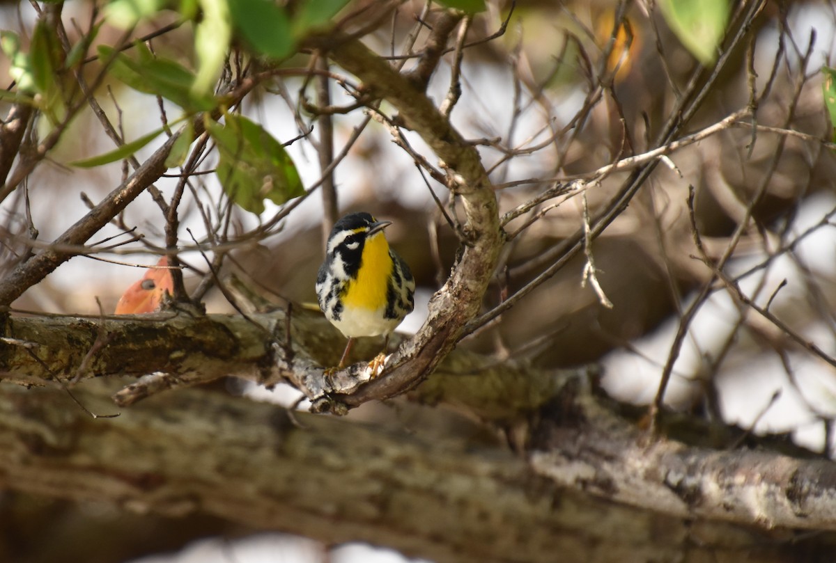 Yellow-throated Warbler - ML449772251