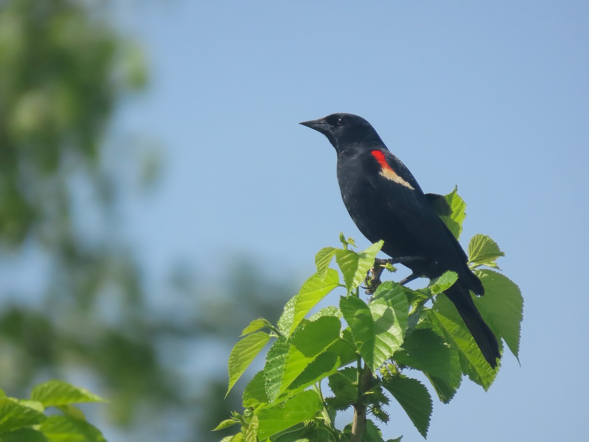 Red-winged Blackbird - Trevor Leitz