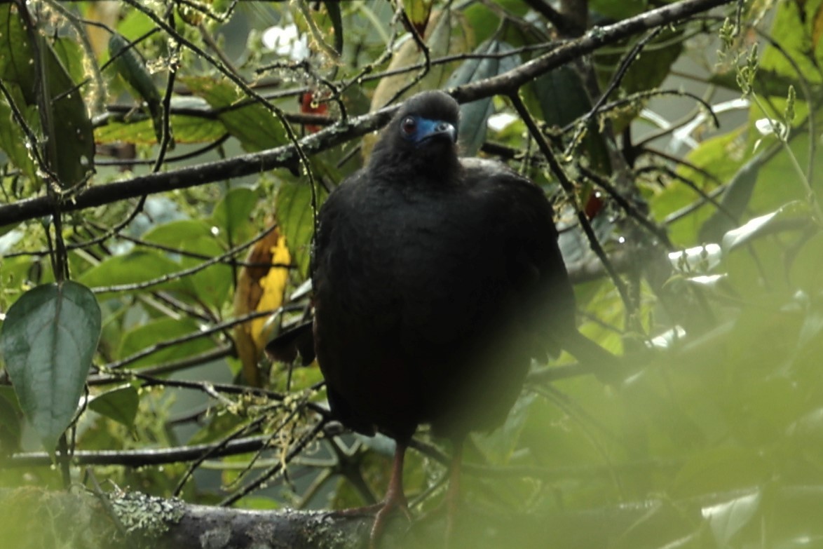 Sickle-winged Guan - ML449789831