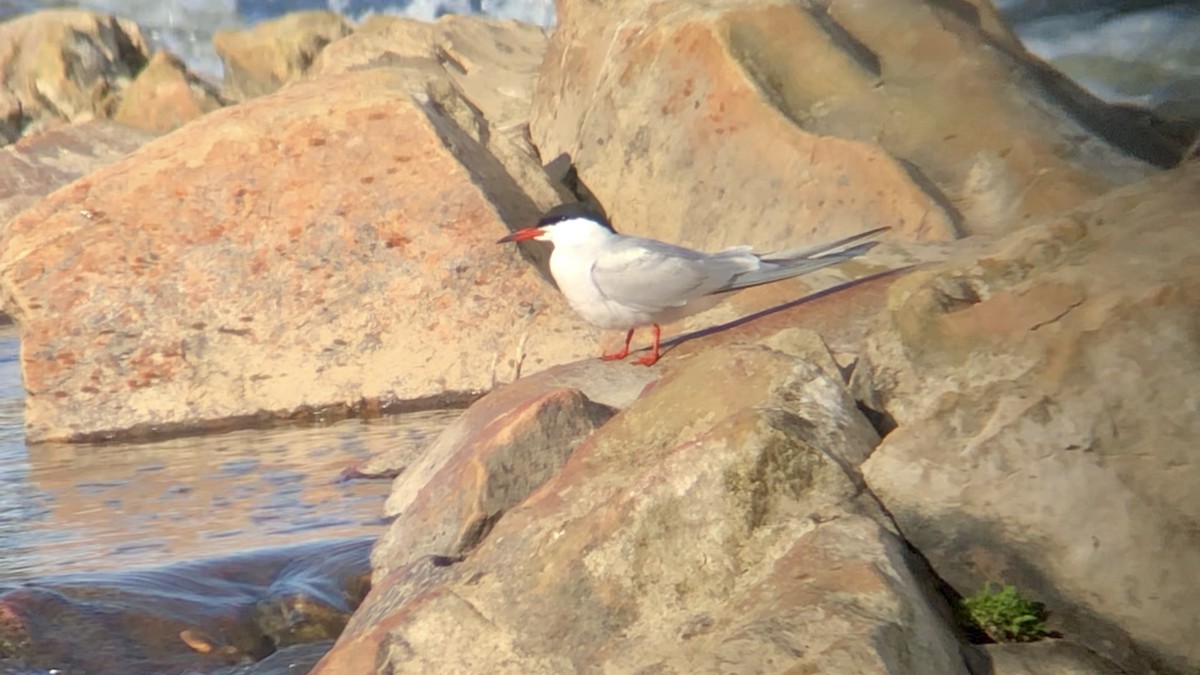 Common Tern - ML449794911