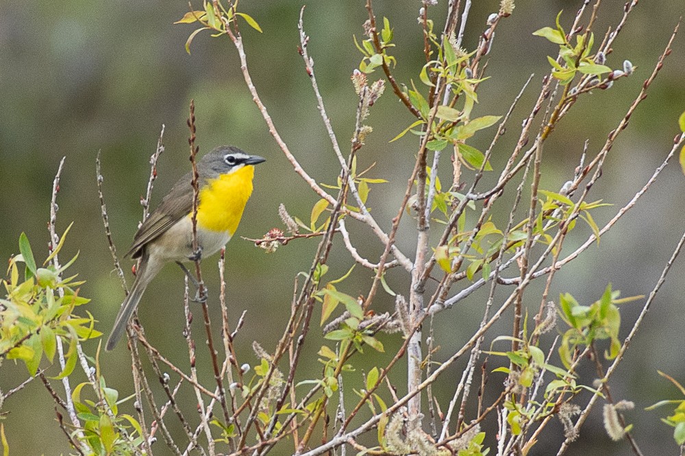Yellow-breasted Chat - ML449796881