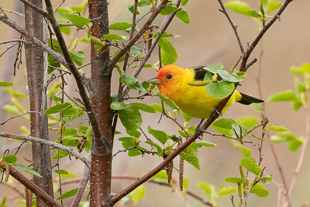 Western Tanager - ML449797141