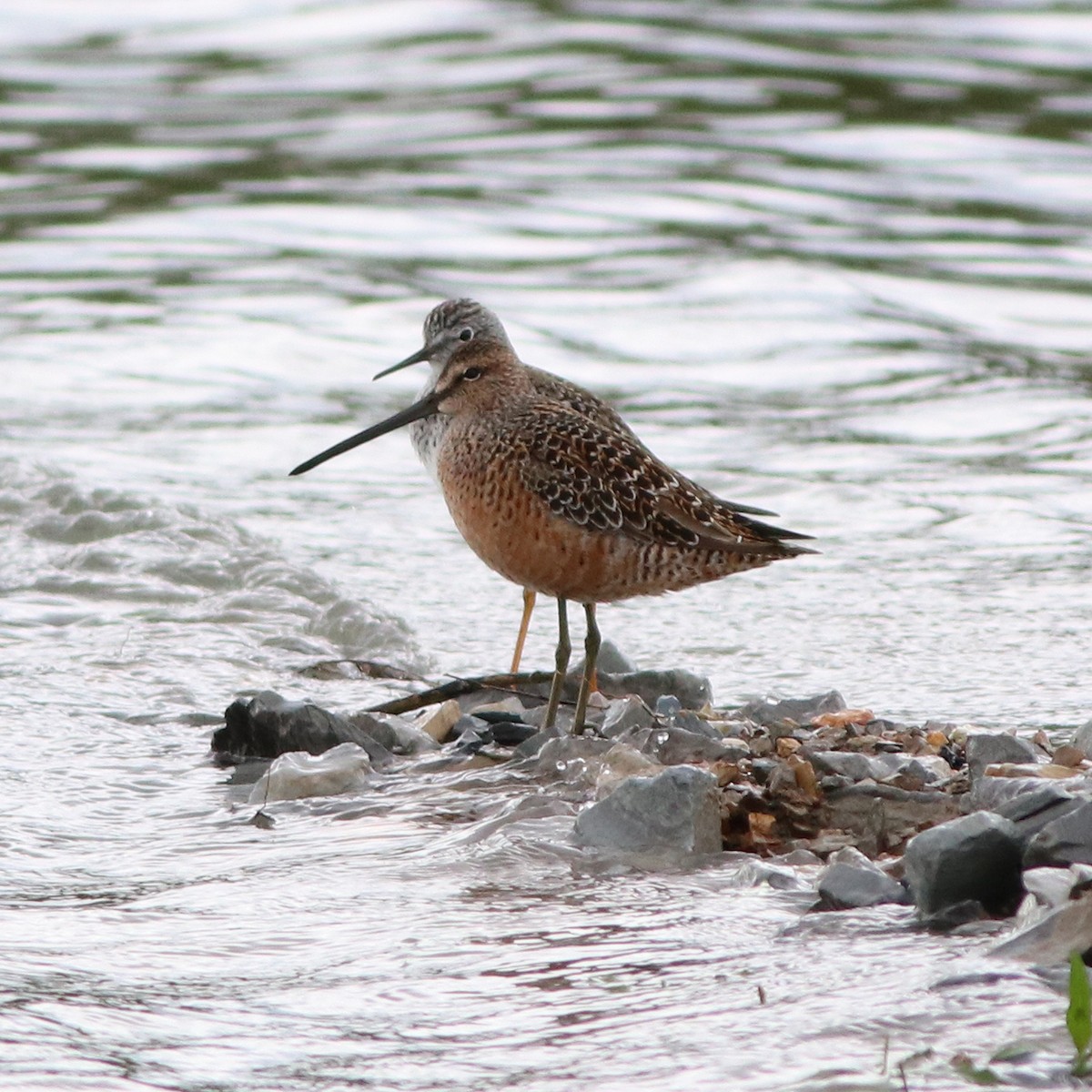 Long-billed Dowitcher - ML449806221