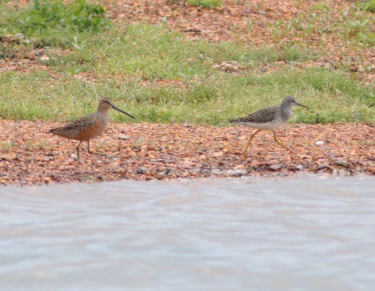 Long-billed Dowitcher - ML449806231