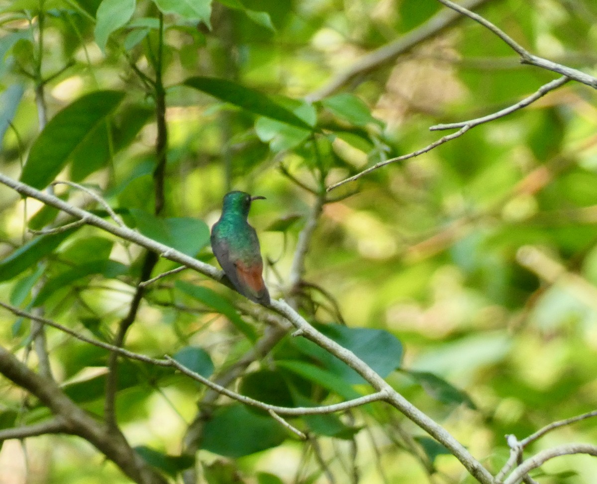 Rufous-tailed Hummingbird - ML449809381
