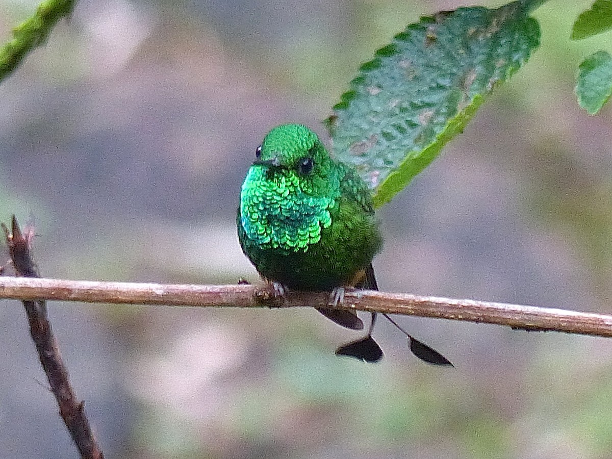 ML449809871 Rufous-booted Racket-tail Macaulay Library