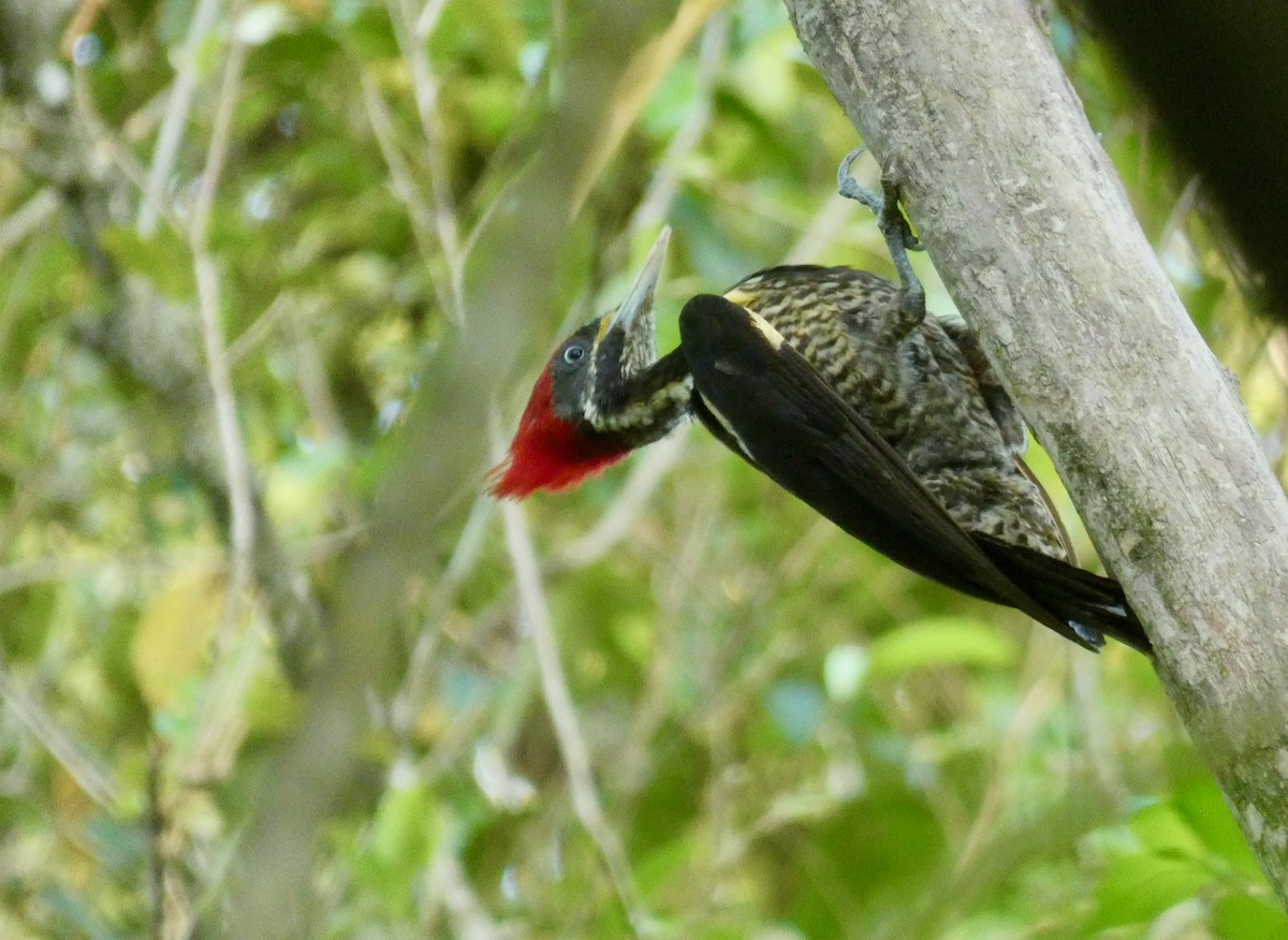 Lineated Woodpecker - Mary Jane Gagnier
