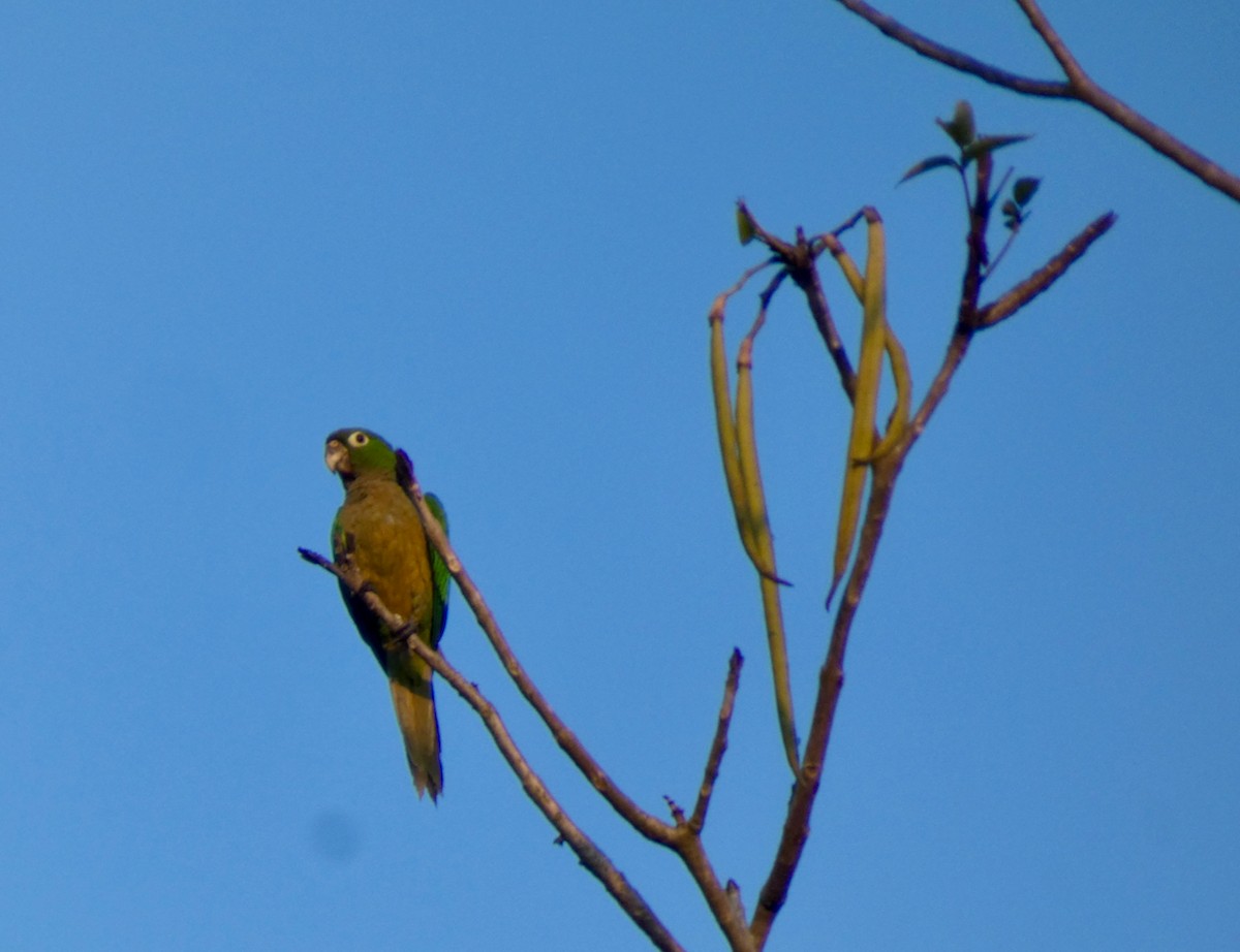 Olive-throated Parakeet - ML449810151