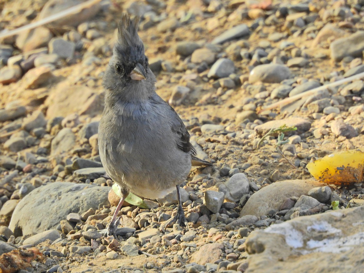 Gray-crested Finch - ML449810641