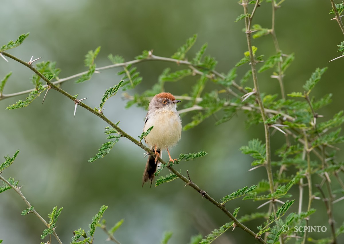 Red-fronted Prinia - ML44981291