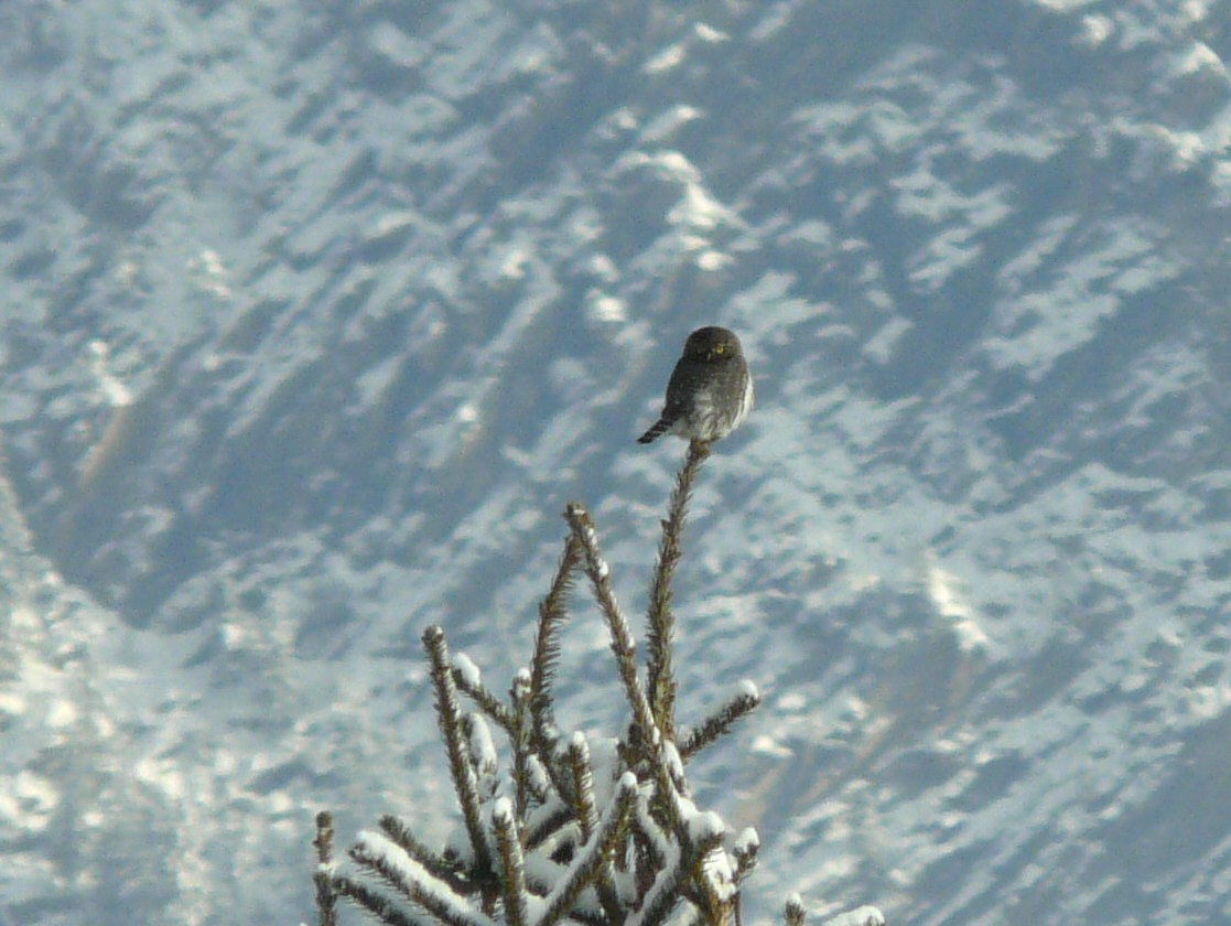 Northern Pygmy-Owl - ML44981341