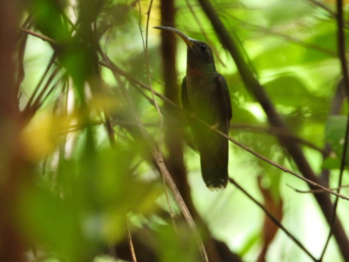Краснохвостый колибри-отшельник - ML449819601
