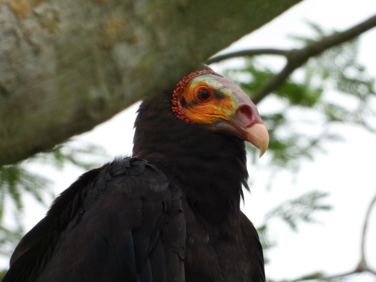 Lesser Yellow-headed Vulture - ML449820241