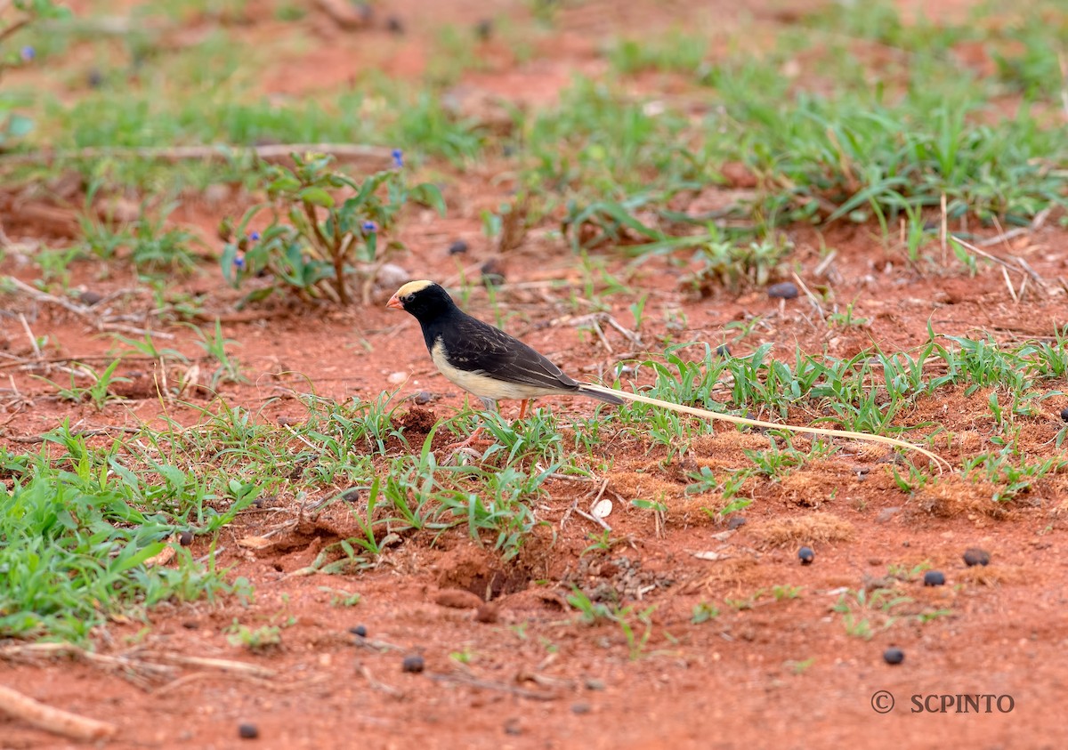 Straw-tailed Whydah - ML44982231