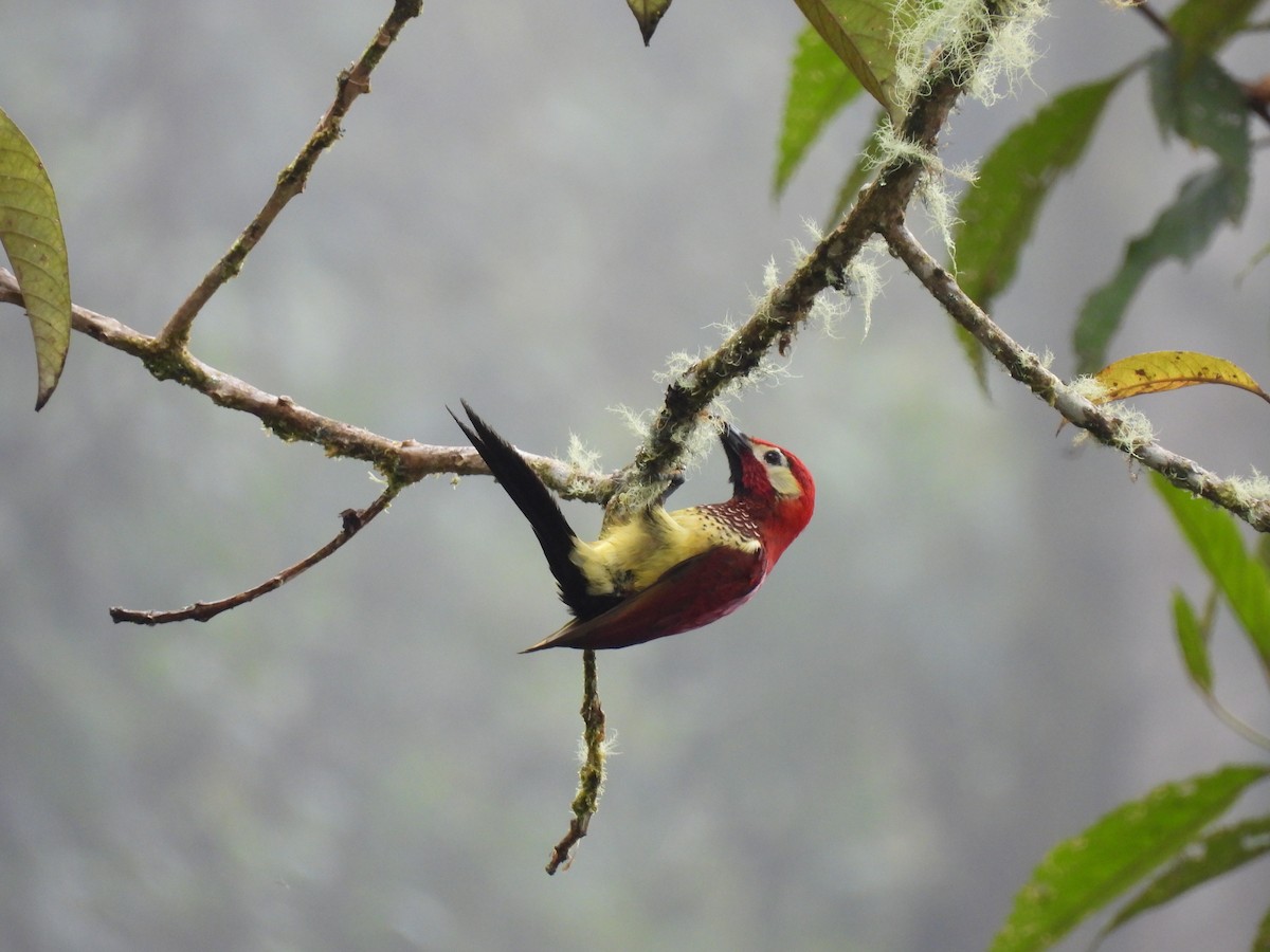 Crimson-mantled Woodpecker - ML449822681