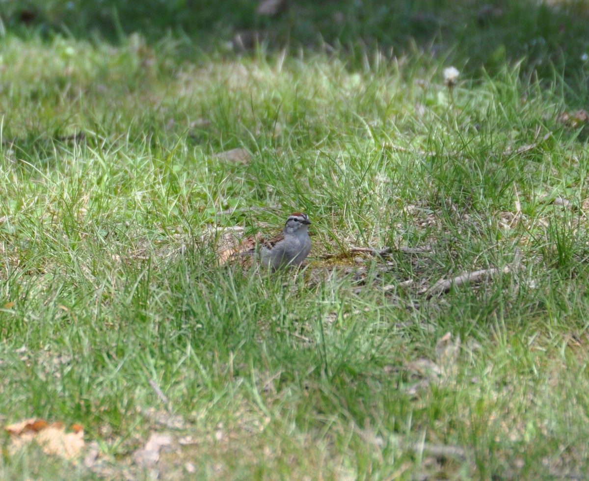 Chipping Sparrow - ML449825281