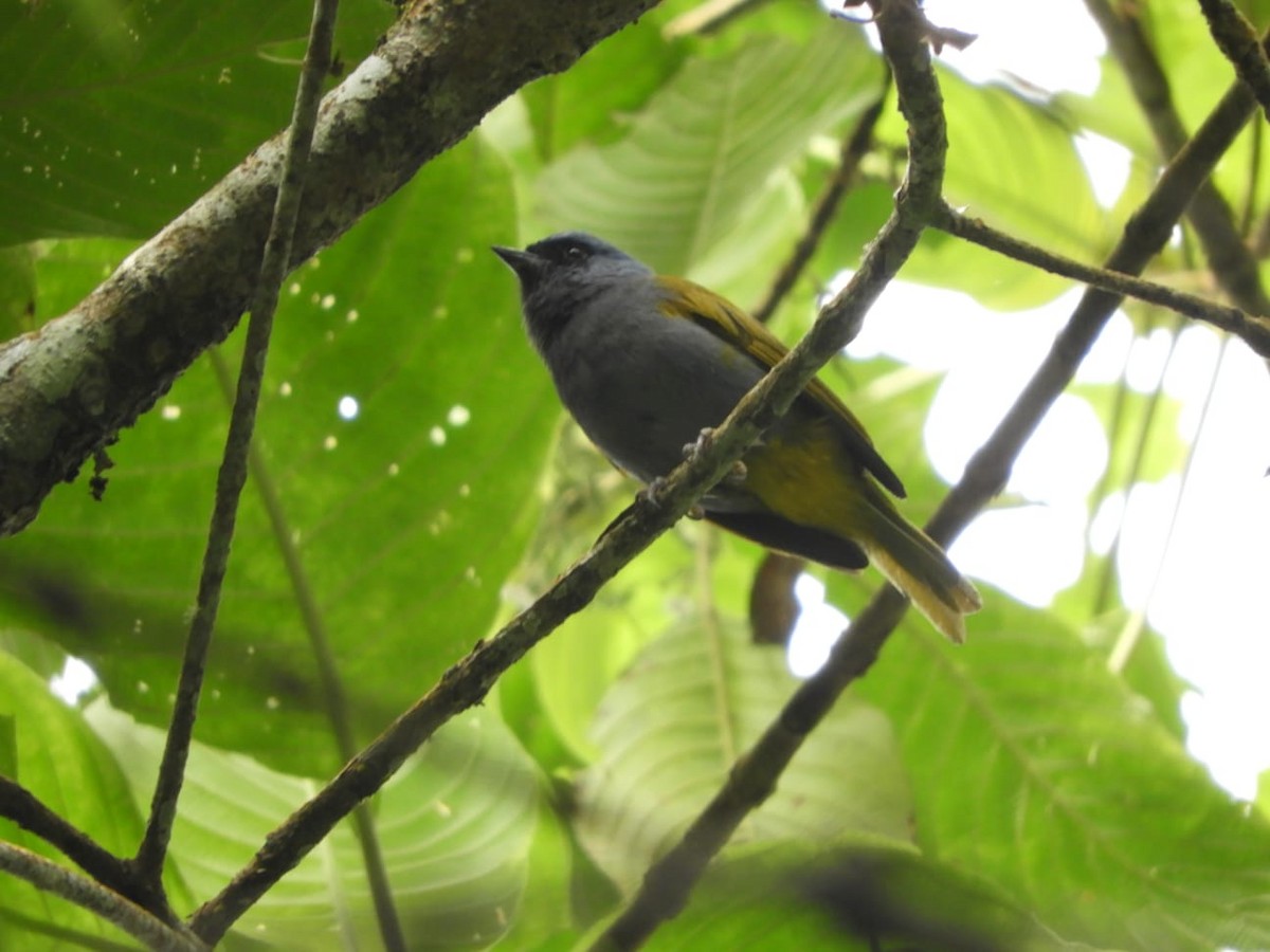Blue-capped Tanager - ML449841071