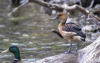 Fulvous Whistling-Duck, ML449845341