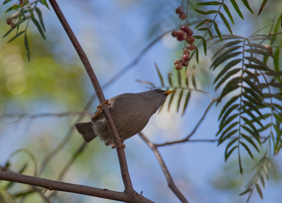 Slender-billed Finch - miguel sepulveda