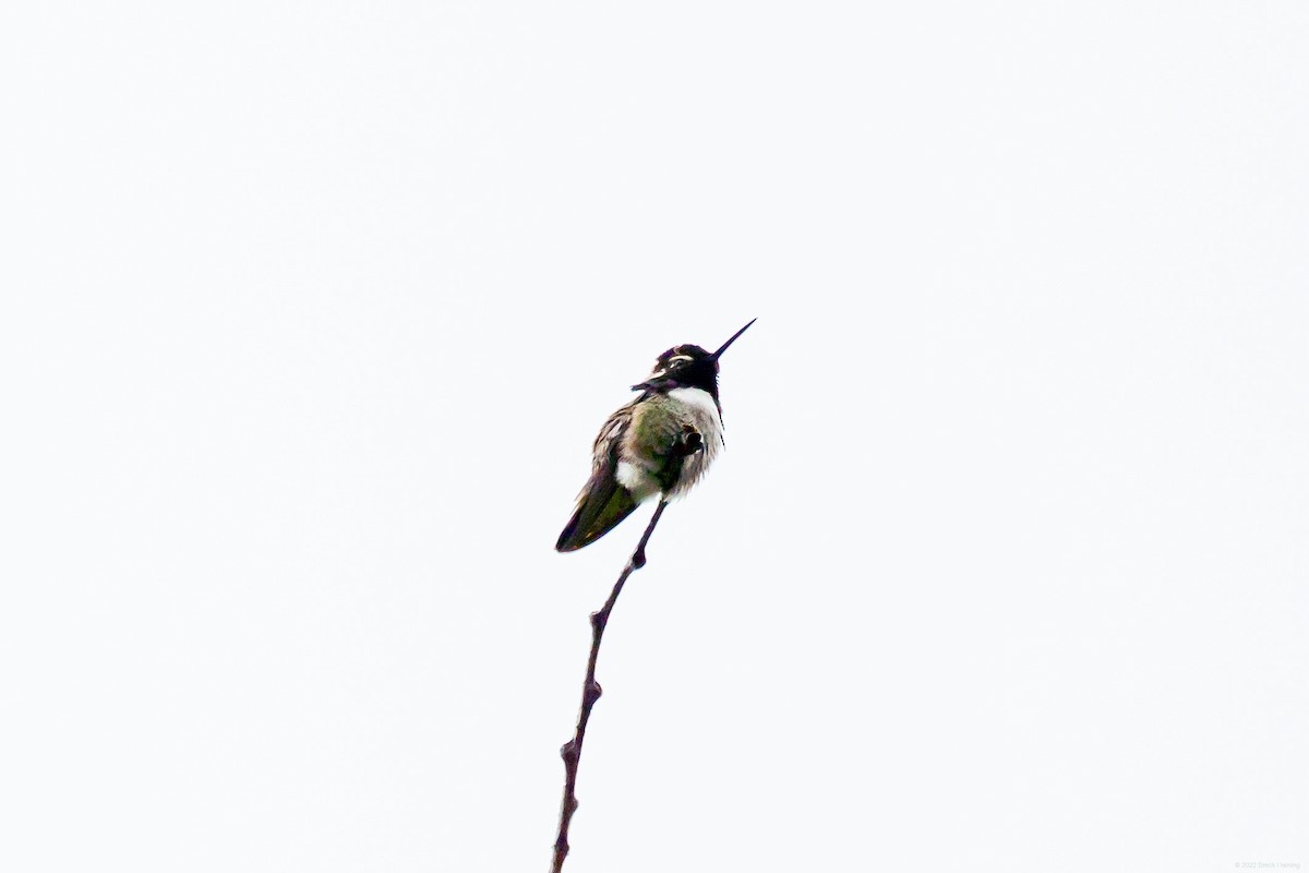 Costa's Hummingbird - ML449849231