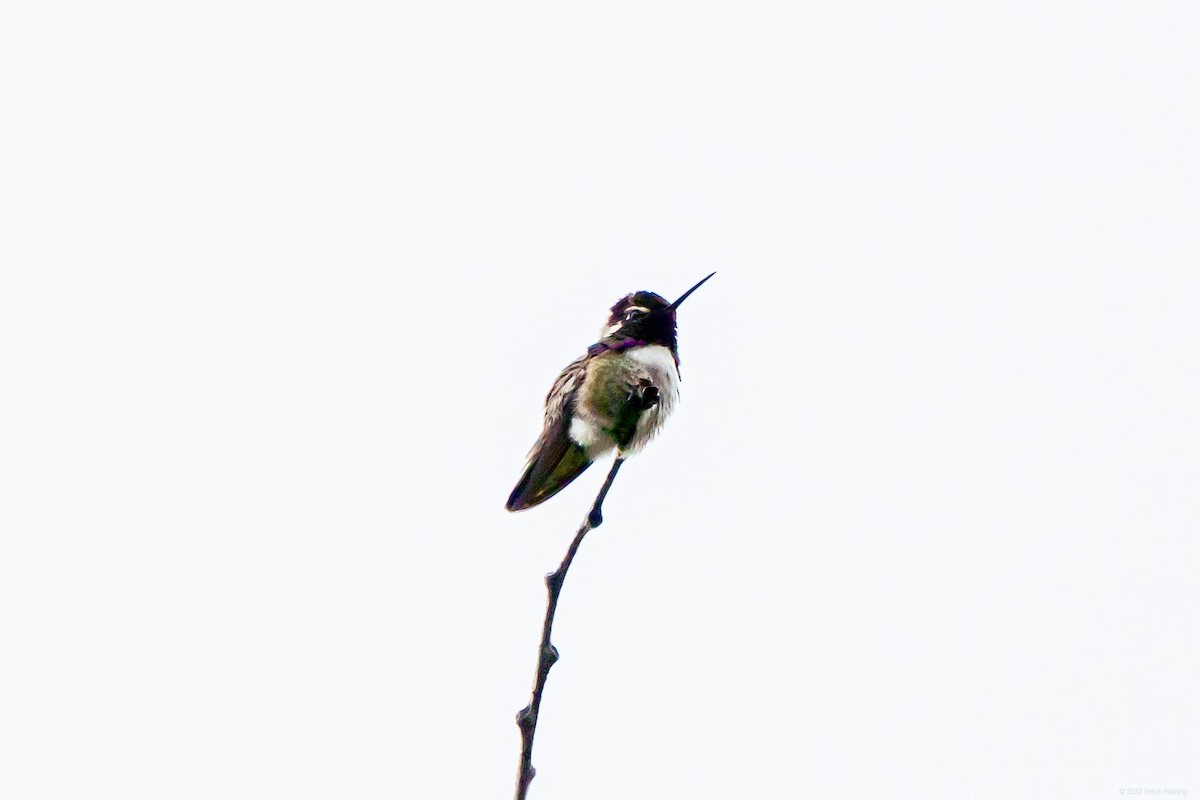 Costa's Hummingbird - ML449849251