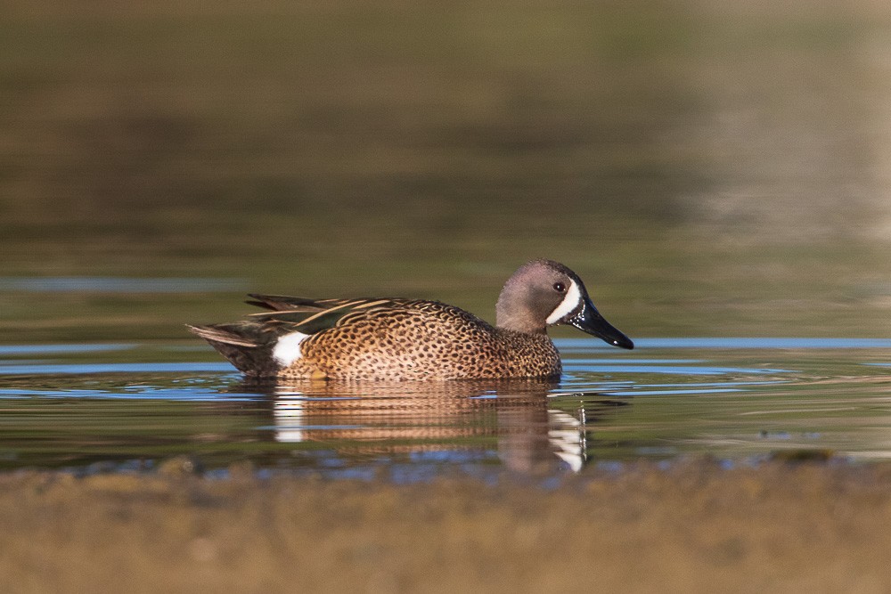 Blue-winged Teal - ML449850181