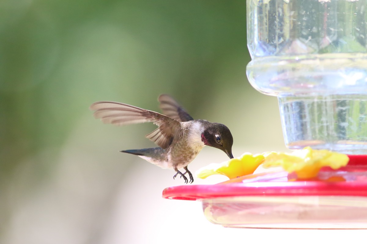 Black-chinned Hummingbird - Hendrik Swanepoel