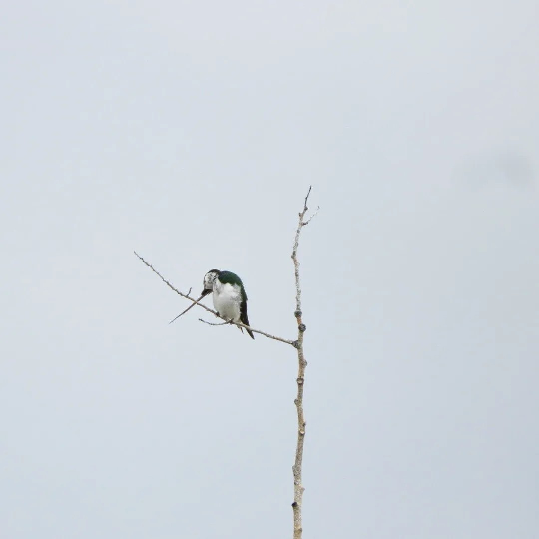 Violet-green Swallow - ML449858831