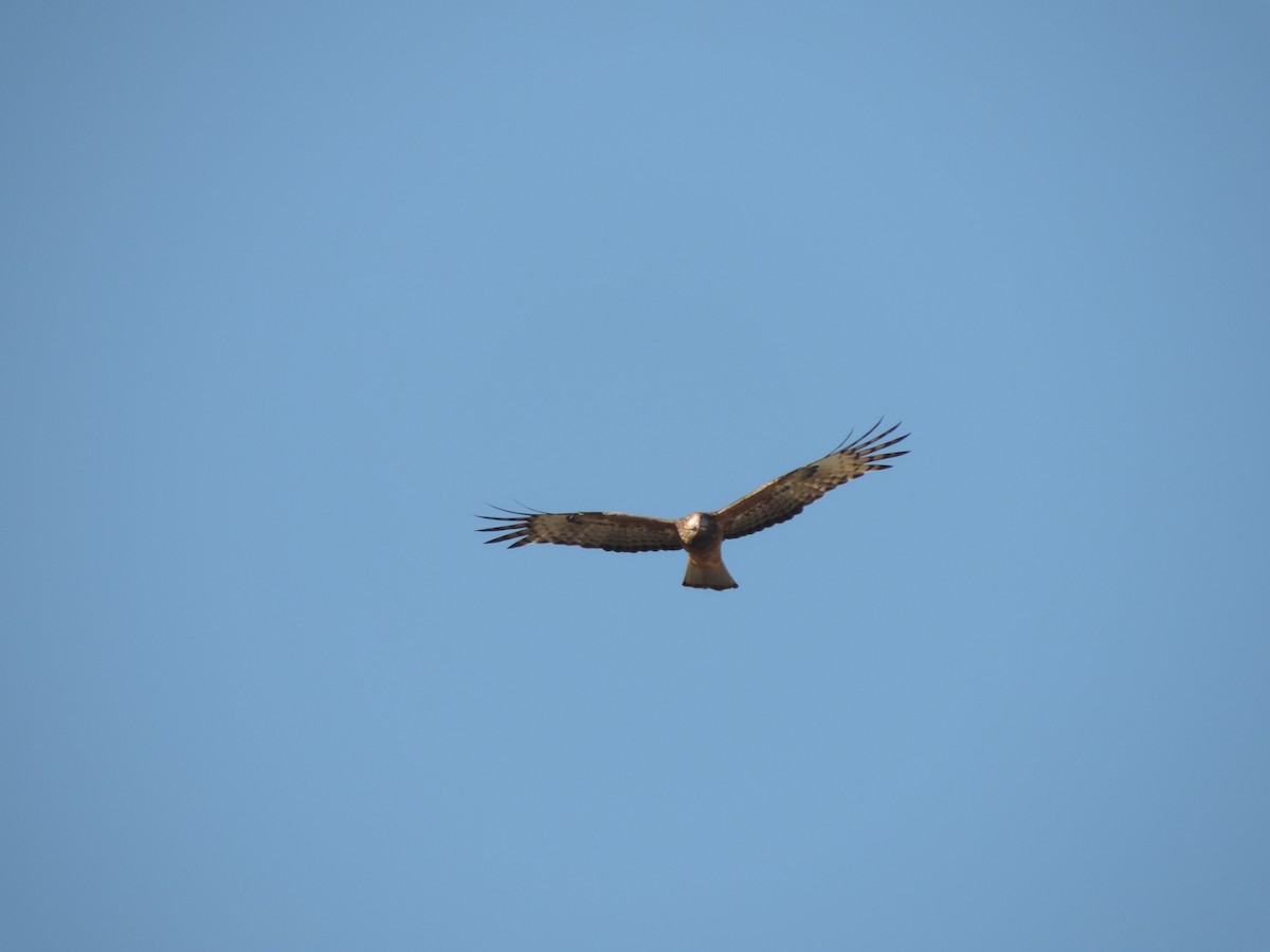 Square-tailed Kite - ML449859991