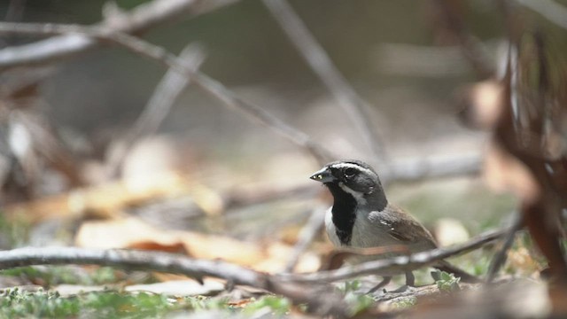 Black-throated Sparrow - ML449860391