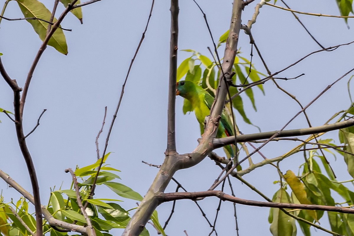 Philippine Hanging-Parrot - ML449861471