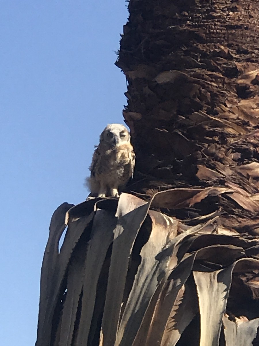Great Horned Owl - ML449861901