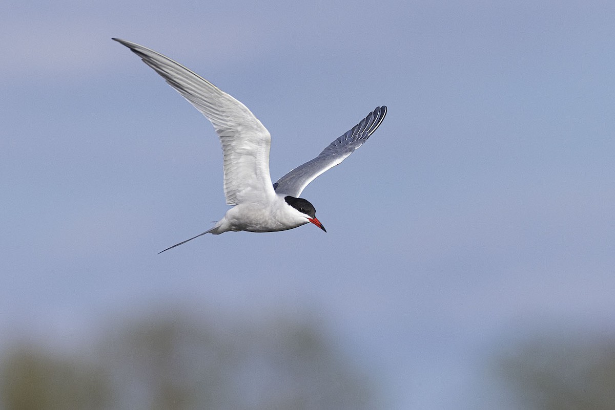 Common Tern - Gerald Romanchuk