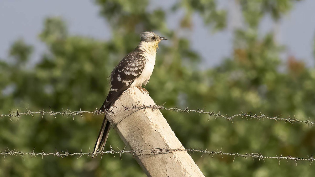 Great Spotted Cuckoo - ML449863861