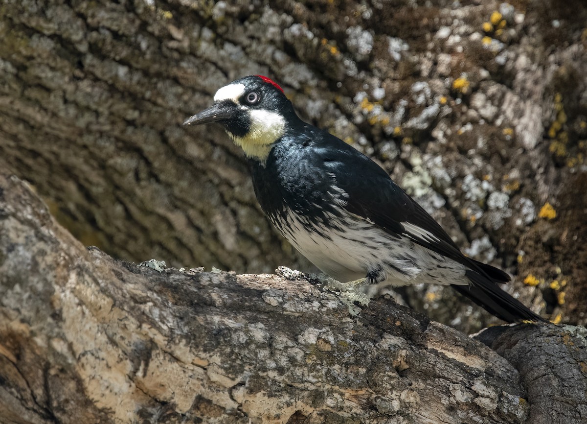Acorn Woodpecker - ML449865071