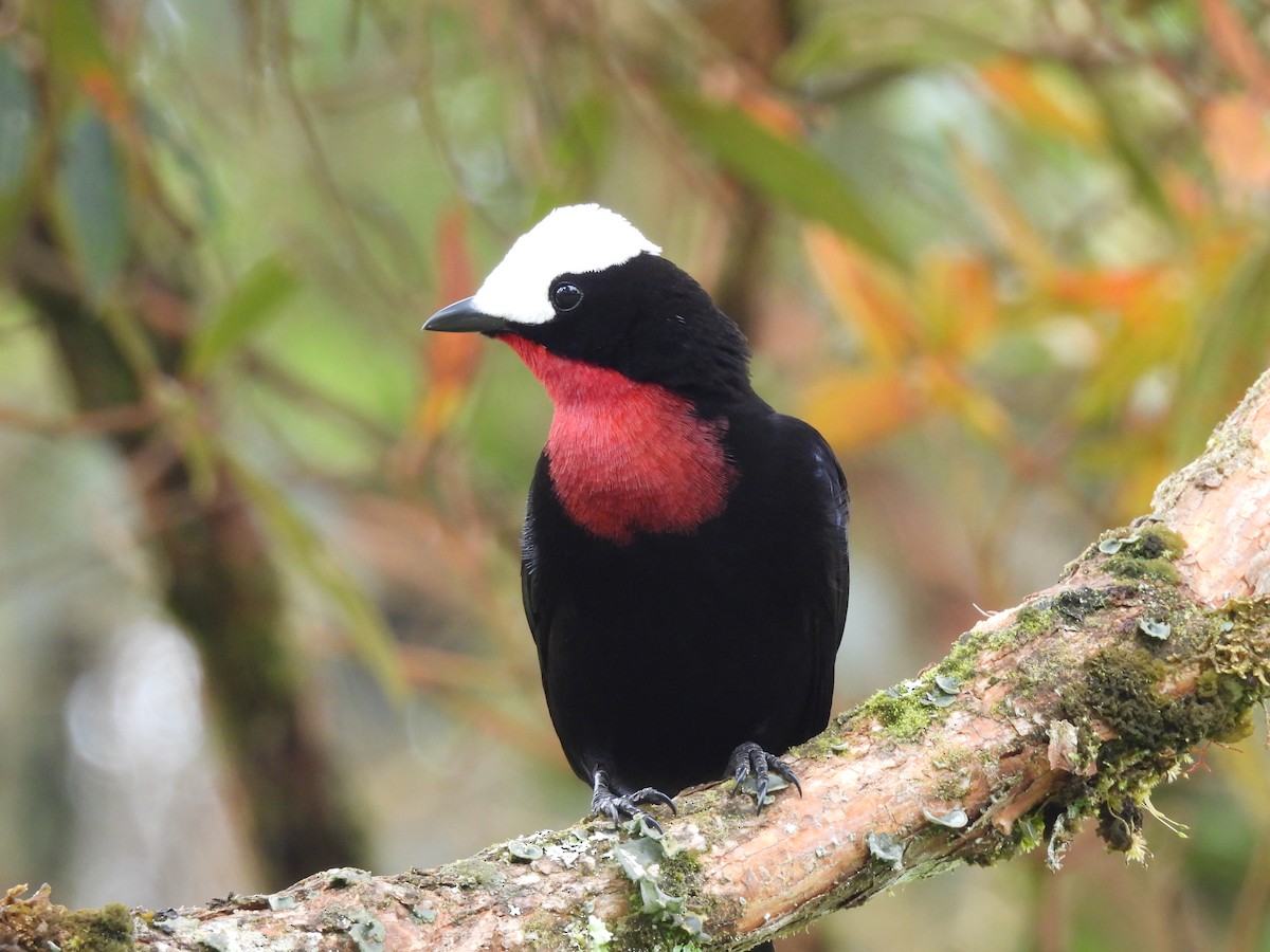ML449865111 White-capped Tanager Macaulay Library